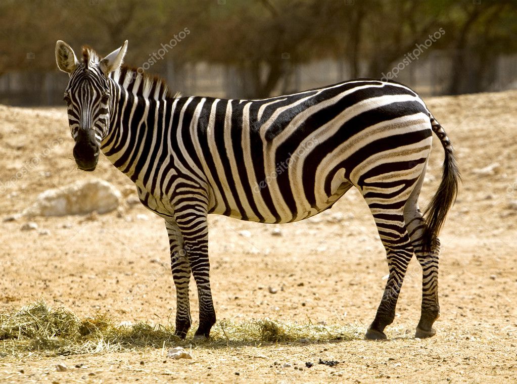 Zebra. Black and white — Stock Photo © Marifa 5956144