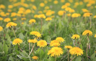 Dandelions arka plan