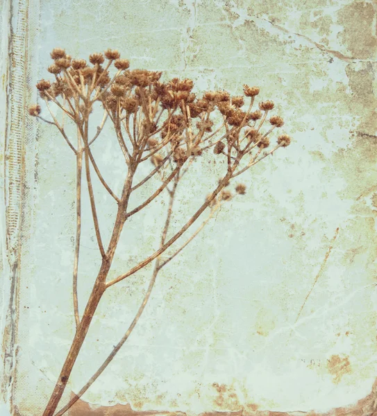 Vintage flower on old book background — Stock Photo, Image
