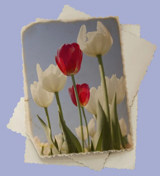 Vintage photo with tulips — Stock Photo, Image