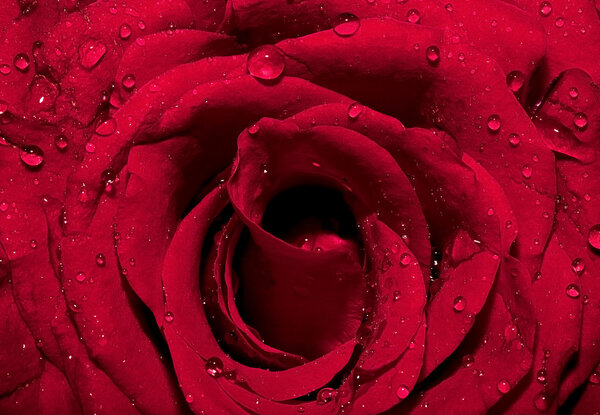 Red rose with drops