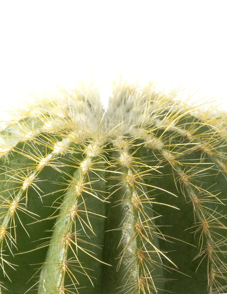 Fondo de cactus — Foto de Stock