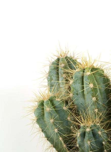 Fondo de cactus —  Fotos de Stock