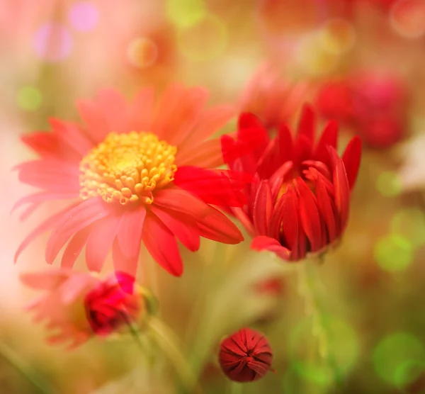 Blomsterfält — Stockfoto