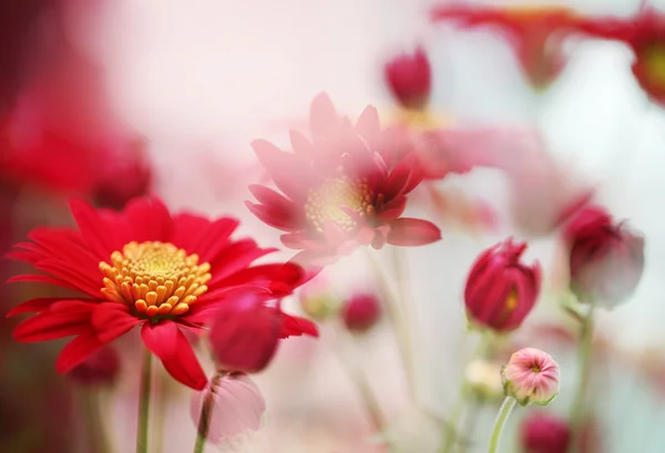 Pole květin — Stock fotografie