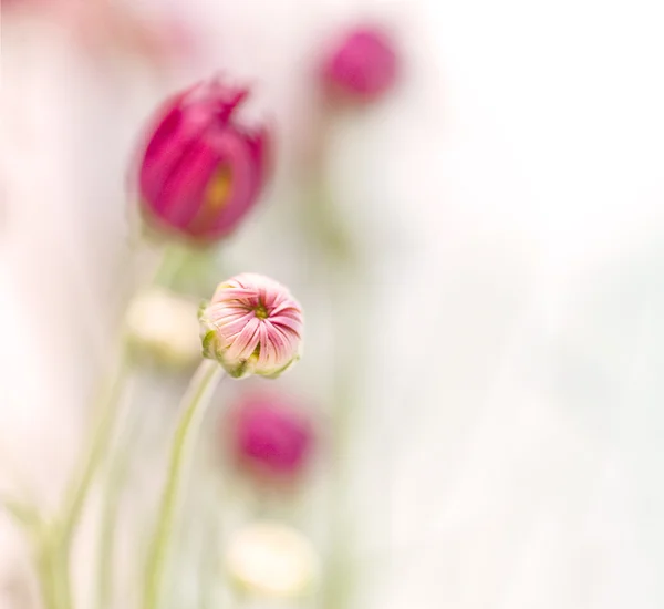 Весенний цвет — стоковое фото