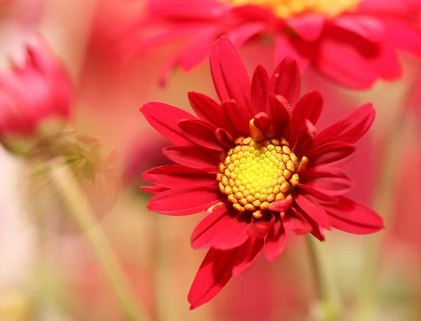 Çiçek tarlası — Stok fotoğraf