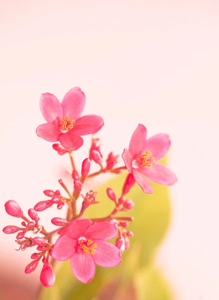 Fleur de printemps — Photo