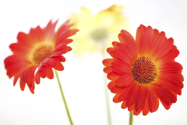 Ζέρμπερες. τρία λουλούδια. — Φωτογραφία Αρχείου