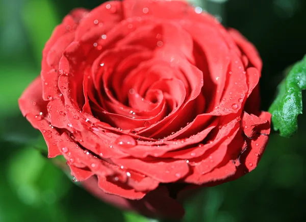 Κόκκινο τριαντάφυλλο με σταγόνες — Φωτογραφία Αρχείου