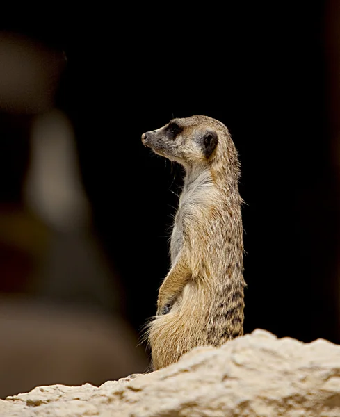 Curioso Meerkat — Fotografia de Stock