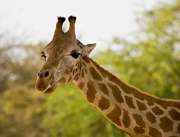 Giraffe hoofd — Stockfoto