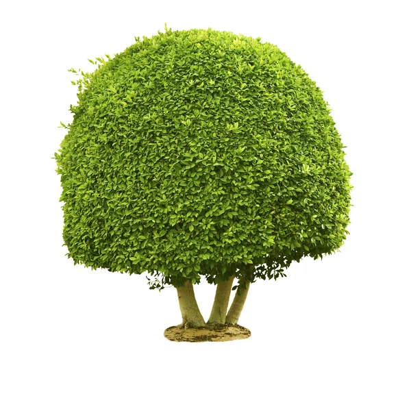 stock image Green tree isolated on the white background