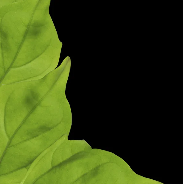 Абстрактный фон с зелеными листьями — стоковое фото