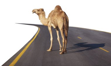 Camel on the road clipart