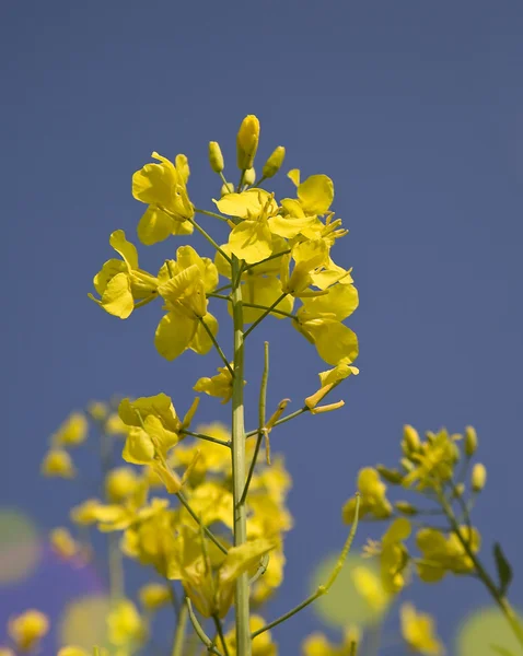 Flor amarilla en el fondo del cielo — Foto de Stock