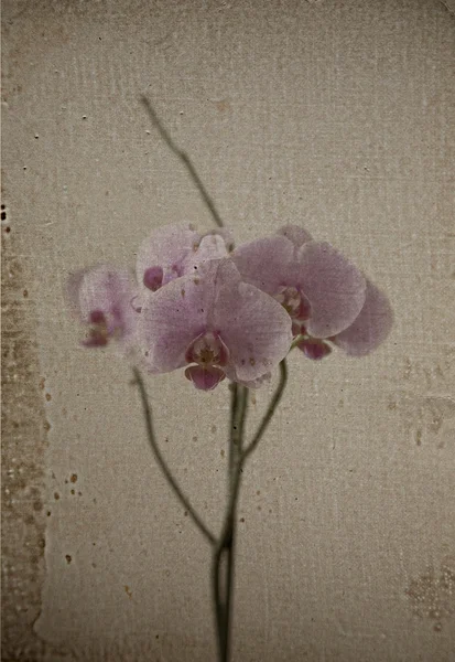 Karalama defteri. antika arka plan ile orhid — Stok fotoğraf