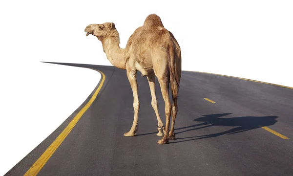 Wielbłąd na drodze — Zdjęcie stockowe