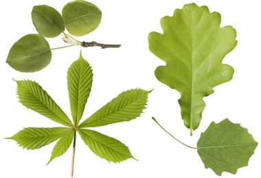 Set of green leaves clipart