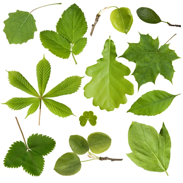 Sammlung grüner Baumblätter — Stockfoto