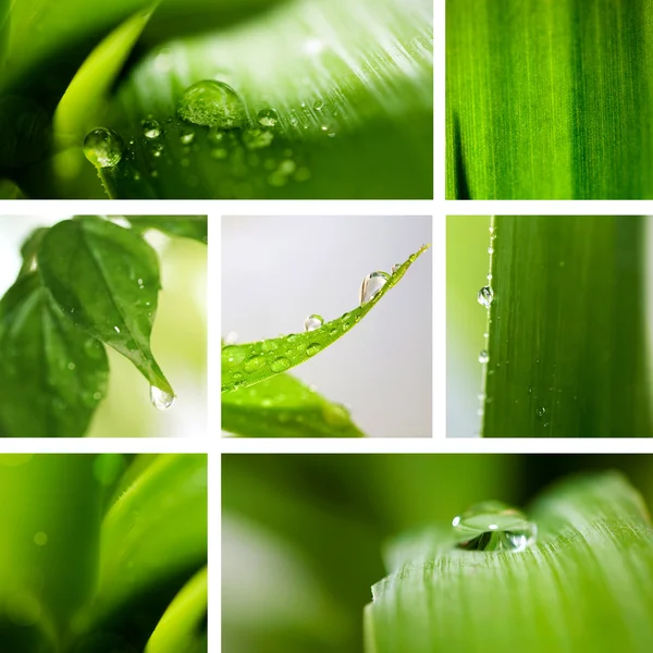 Collage Natur grüner Hintergrund. — Stockfoto
