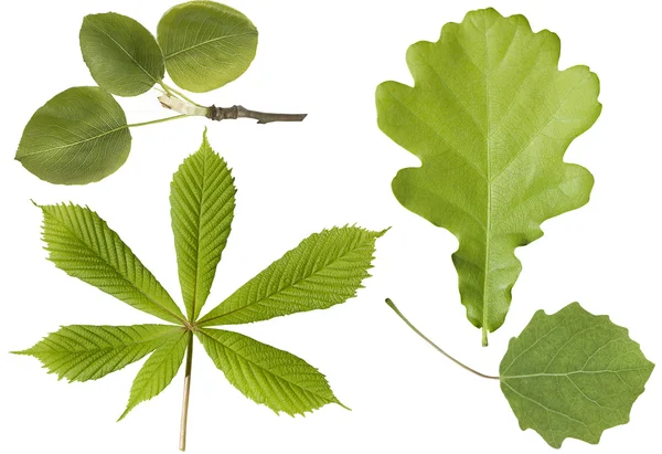 Set di foglie verdi — Foto Stock