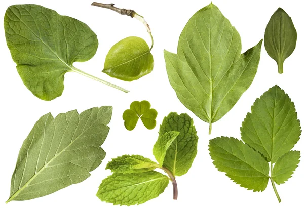 Set aus grünen Blättern — Stockfoto