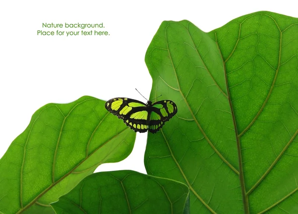 Hoja verde con mariposa aislada en el blanco —  Fotos de Stock
