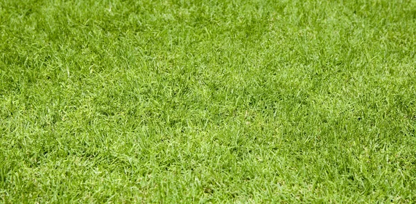 Yeşil çim dokusu — Stok fotoğraf