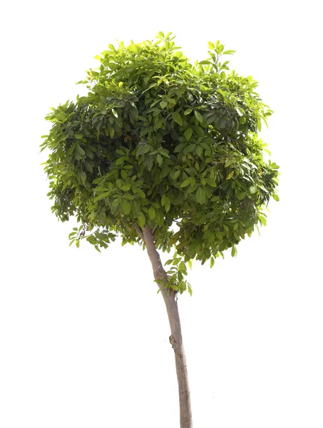 stock image Green tree isolated on the white background