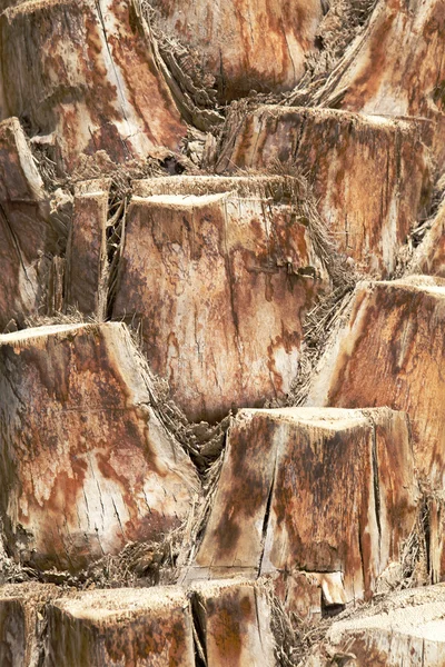 stock image Old wood texture