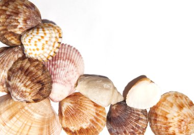 Shells background clipart