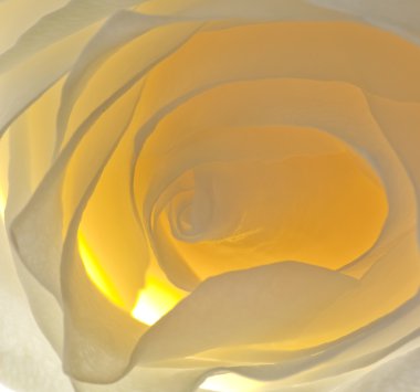 Close-up beautiful white-yellow rose clipart