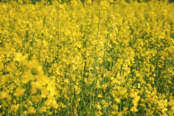 stock image Rapeseed field in summer