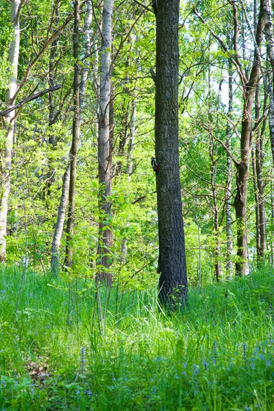 stock image Forest