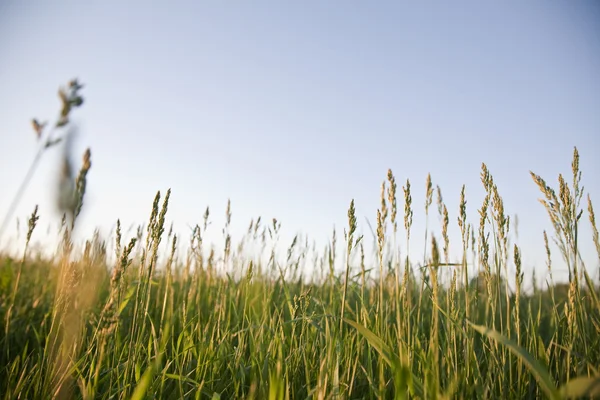 Field of grass before sunset — Stock Photo, Image