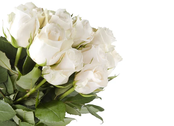 Bouquet de rose blanche — Photo