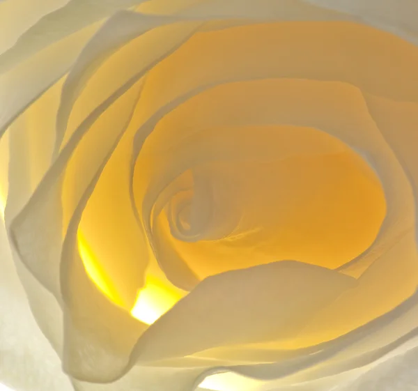 Κινηματογράφηση σε πρώτο πλάνο όμορφο τριαντάφυλλο λευκό-κίτρινο — Φωτογραφία Αρχείου