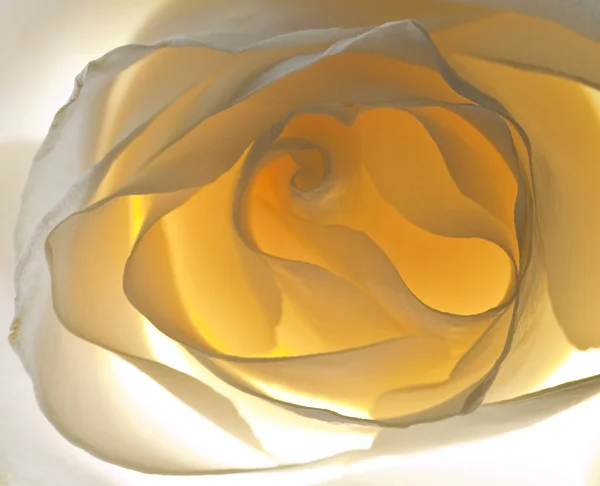 Gros plan belle rose blanc-jaune — Photo