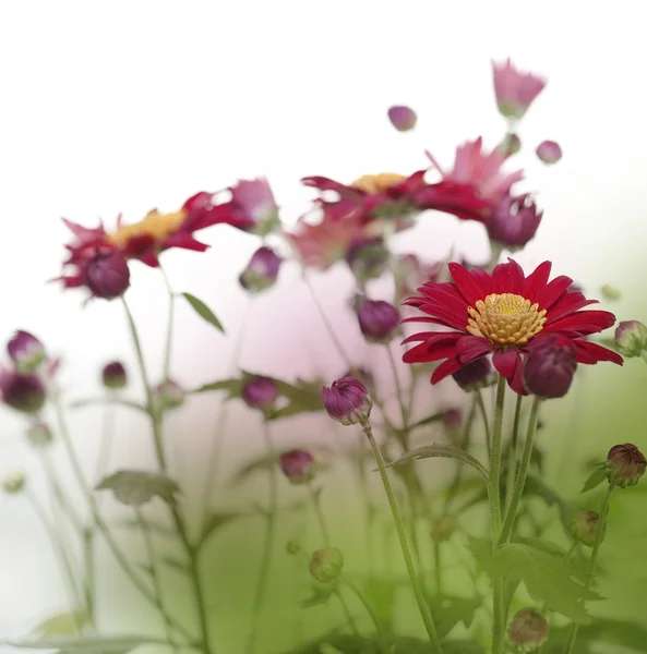 Çiçek tarlası — Stok fotoğraf