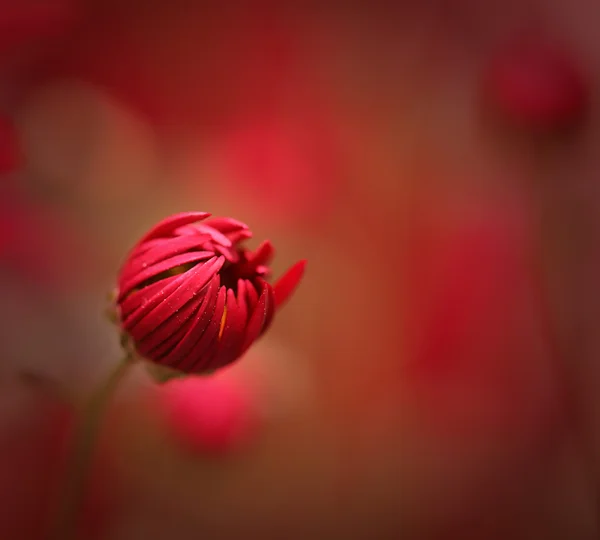 Fondo rojo con flor — Foto de Stock