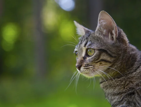 stock image Grey little cat