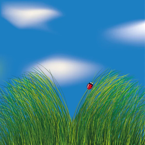 Katica a fűben, a felhős ég háttere — Stock Vector