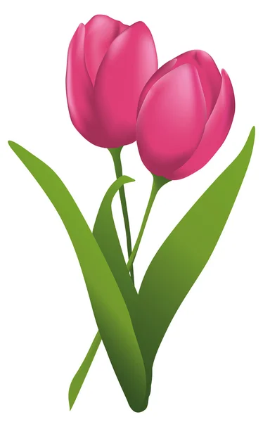 Tulipanes sobre fondo blanco — Vector de stock