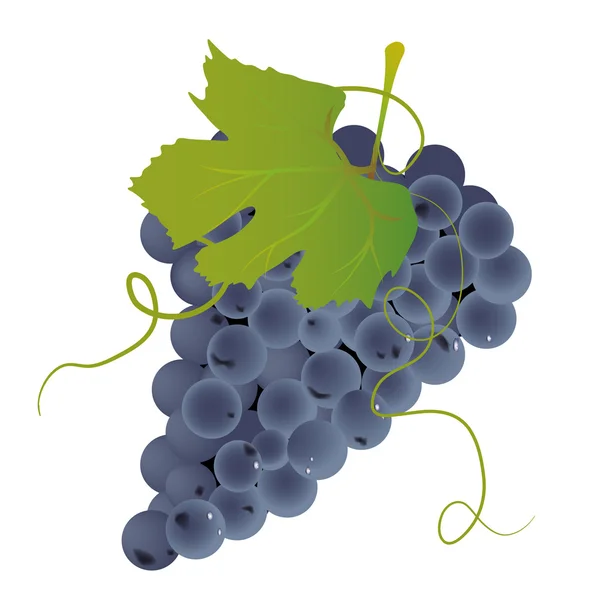 Грона винограду — стоковий вектор