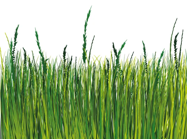 Grass illustration — Stock Vector