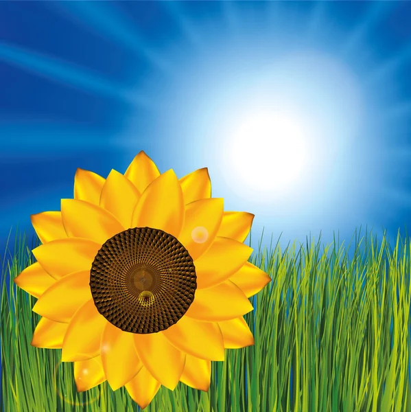 Hierba y cielo soleado como fondo con girasol — Vector de stock