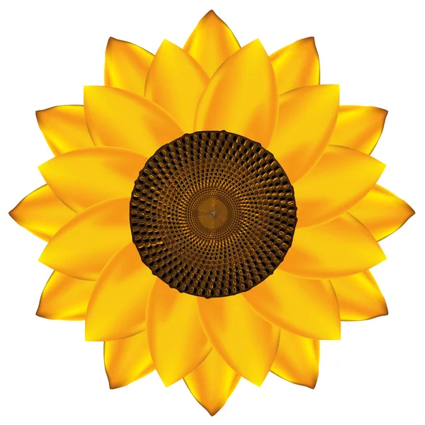 Abstract vector sunflower — Stock Vector