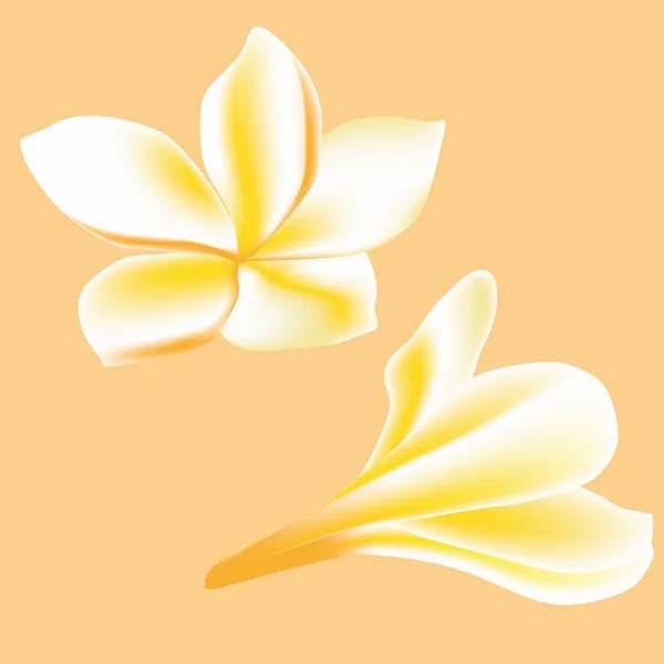 Frangipani. Flower for spa — Stockový vektor