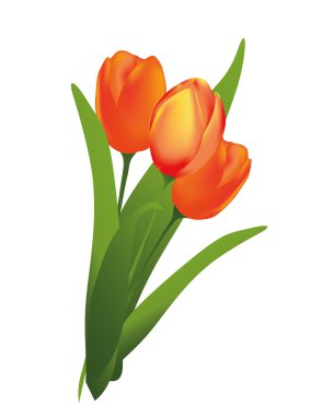 Bunch of spring tulips clipart